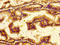 Neurotensin Receptor 2 antibody, LS-C672647, Lifespan Biosciences, Immunohistochemistry paraffin image 