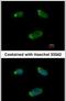 G Protein Subunit Alpha 15 antibody, PA5-31176, Invitrogen Antibodies, Immunofluorescence image 