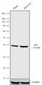 E2F Transcription Factor 5 antibody, 720270, Invitrogen Antibodies, Western Blot image 