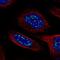 Heat Shock Transcription Factor 4 antibody, NBP2-58258, Novus Biologicals, Immunofluorescence image 