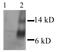 C-C Motif Chemokine Ligand 2 antibody, GTX27202, GeneTex, Western Blot image 