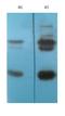 Transthyretin antibody, orb334220, Biorbyt, Western Blot image 