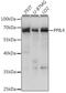 Peptidylprolyl Isomerase Like 4 antibody, A15920, ABclonal Technology, Western Blot image 
