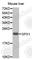 Glutathione Peroxidase 1 antibody, A0873, ABclonal Technology, Western Blot image 