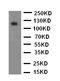 BDNF/NT-3 growth factors receptor antibody, PA2150, Boster Biological Technology, Western Blot image 