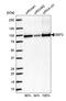 EF-2 antibody, HPA040534, Atlas Antibodies, Western Blot image 