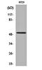 Hepatocyte Nuclear Factor 4 Alpha antibody, orb161340, Biorbyt, Western Blot image 