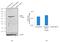 Fermitin Family Member 1 antibody, 710862, Invitrogen Antibodies, Western Blot image 