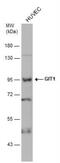 GIT ArfGAP 1 antibody, NBP1-31447, Novus Biologicals, Western Blot image 