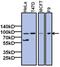 TATA-Box Binding Protein Associated Factor 6 antibody, MA3-077, Invitrogen Antibodies, Western Blot image 