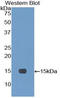 Neurogenin 3 antibody, LS-C295579, Lifespan Biosciences, Western Blot image 