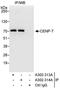 Centromere Protein T antibody, A302-314A, Bethyl Labs, Immunoprecipitation image 