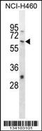 Negative Elongation Factor Complex Member A antibody, 57-999, ProSci, Western Blot image 