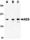 TLE Family Member 5, Transcriptional Modulator antibody, orb74655, Biorbyt, Western Blot image 