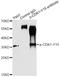 Cyclin Dependent Kinase 1 antibody, orb129556, Biorbyt, Immunoprecipitation image 