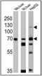 Sterol Regulatory Element Binding Transcription Factor 2 antibody, PA1-338, Invitrogen Antibodies, Western Blot image 