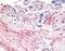 Dipeptidyl Peptidase 4 antibody, MBS395733, MyBioSource, Immunohistochemistry frozen image 