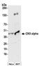 Casein kinase II subunit alpha antibody, 13028, QED Bioscience, Western Blot image 