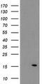 ATPase H+ Transporting V1 Subunit F antibody, MA5-25386, Invitrogen Antibodies, Western Blot image 