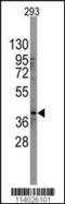 Quiescin Sulfhydryl Oxidase 1 antibody, MBS9214633, MyBioSource, Western Blot image 