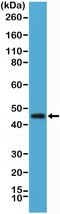 TNF Receptor Superfamily Member 4 antibody, MA5-27895, Invitrogen Antibodies, Western Blot image 