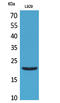 Interferon Lambda 1 antibody, STJ96663, St John