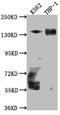 Transforming Acidic Coiled-Coil Containing Protein 3 antibody, CSB-RA553945A0HU, Cusabio, Western Blot image 