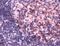 POU Class 2 Homeobox 1 antibody, PA5-32525, Invitrogen Antibodies, Immunohistochemistry paraffin image 