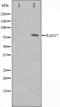 RAD17 Checkpoint Clamp Loader Component antibody, orb224388, Biorbyt, Western Blot image 