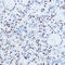 Small RNA Binding Exonuclease Protection Factor La antibody, GTX32896, GeneTex, Immunoprecipitation image 