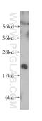 Canopy FGF Signaling Regulator 2 antibody, 14635-1-AP, Proteintech Group, Western Blot image 