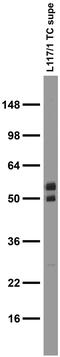 BAI1 Associated Protein 2 antibody, 75-449, Antibodies Incorporated, Western Blot image 