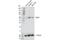 Sorting Nexin 17 antibody, 75885S, Cell Signaling Technology, Western Blot image 