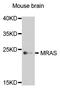 Muscle RAS Oncogene Homolog antibody, STJ110613, St John