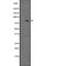 Cholinergic Receptor Muscarinic 3 antibody, abx147458, Abbexa, Western Blot image 