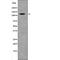 Activated CDC42 kinase 1 antibody, abx219039, Abbexa, Western Blot image 