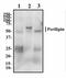 Perilipin 1 antibody, NB110-40760, Novus Biologicals, Western Blot image 