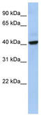 THAP Domain Containing 5 antibody, TA337595, Origene, Western Blot image 