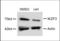 IKAROS Family Zinc Finger 3 antibody, LS-C165167, Lifespan Biosciences, Western Blot image 