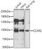 Cell Cycle And Apoptosis Regulator 2 antibody, 22-722, ProSci, Western Blot image 