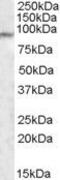 Mediator Complex Subunit 15 antibody, PA5-19081, Invitrogen Antibodies, Western Blot image 