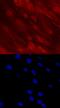 Distal-Less Homeobox 5 antibody, MA5-24333, Invitrogen Antibodies, Immunocytochemistry image 