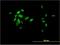 Forkhead Box A2 antibody, H00003170-M01, Novus Biologicals, Immunofluorescence image 