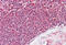 Eukaryotic Translation Initiation Factor 4B antibody, MBS244846, MyBioSource, Immunohistochemistry frozen image 
