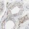 LY6G6D antibody, NBP1-86749, Novus Biologicals, Immunohistochemistry frozen image 