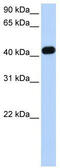 Creatine Kinase, Mitochondrial 2 antibody, TA346082, Origene, Western Blot image 