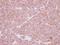 SBDS Ribosome Maturation Factor antibody, NBP1-32724, Novus Biologicals, Immunohistochemistry frozen image 