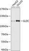 Glycine Decarboxylase antibody, 23-982, ProSci, Western Blot image 
