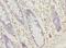 SEC61 Translocon Gamma Subunit antibody, LS-C377123, Lifespan Biosciences, Immunohistochemistry frozen image 