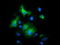 Mitogen-Activated Protein Kinase 12 antibody, LS-C172494, Lifespan Biosciences, Immunofluorescence image 